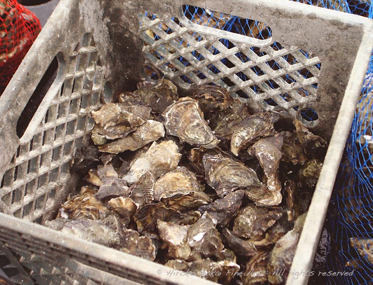 Drakes bay oyster farm, oysters, oysters in basket, fresh oyster, oyster farm, food, sea food, ocean