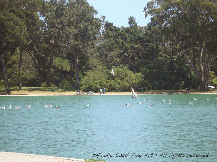 park, bench by lake, golden gate park san francisco, nature, seagull, afternoon, beautiful afternoon, trees, water, lake side