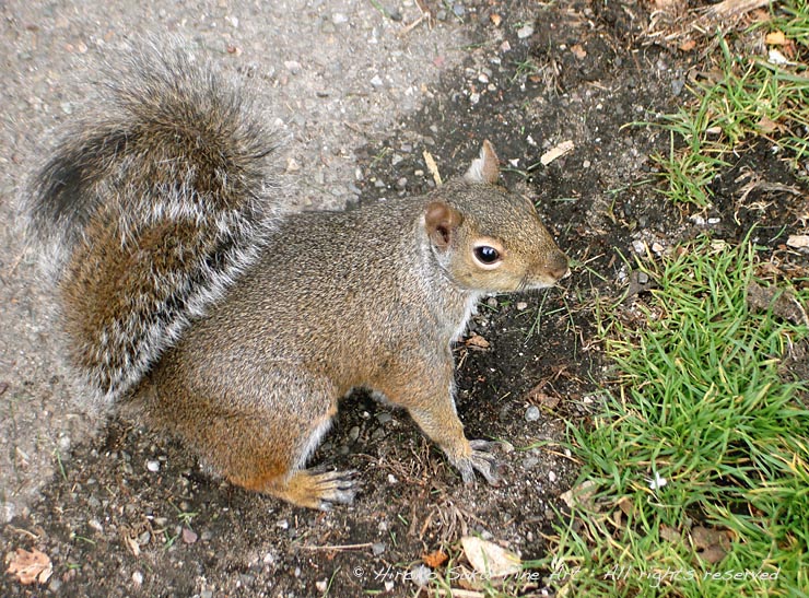 squirrel, animal love, nature, little friend, curious squirrel